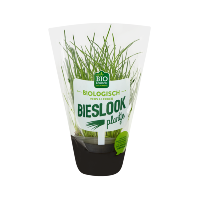 Huismerk Bieslook Plantje